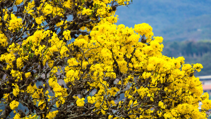 yellow flowers and sky