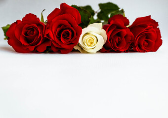 Red and white roses in colors of Latvian flag arranged in a line on white background.