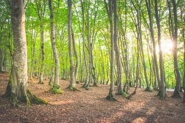 Forest trees with sunburst in the background. Tbilisi national park in Georgia.
