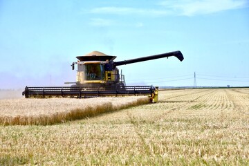 A combine is seen harvesting wheat in a Manitoba field