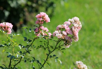 Delicate roses in the Park