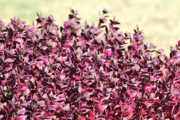 Alternanthera dentata plant on a flower bed in the garden