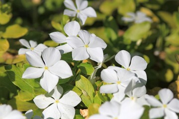 Delicate Catharanthus flowers in the Park