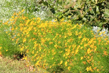 Obraz premium Yellow Helenium flowers in a flower bed in autumn