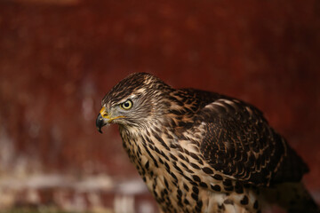 Close-up portrait of a beautiful and healthy falcon