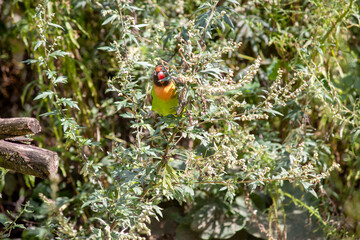 View of a black-cheeked lovebird, Agapornis nigrigenis, sitting in the bush