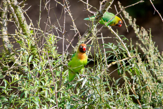 Two black-cheeked lovebirds in a bush, Agapornis nigrigenis