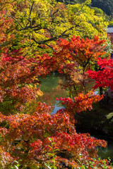 Beautiful multi colored garden in Kyoto (Japan)