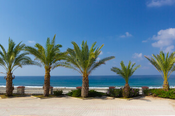 Fototapeta na wymiar Row of palm trees and a walking path along the Mediterranean Sea