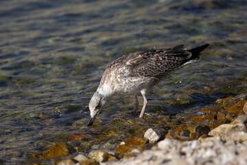 A gray seagull stands on a rocky shore
