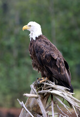 Bald Eagles in Juneau Alaska
