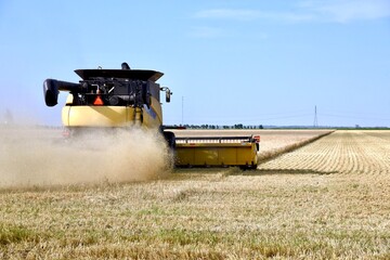 A combine works in a wheat field