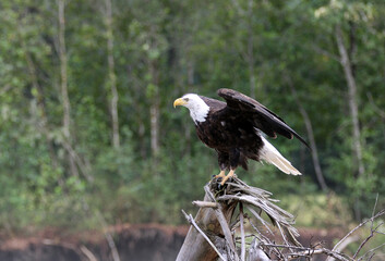Obraz premium Bald Eagles in Juneau Alaska
