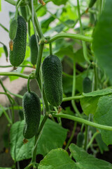 green thorny pimpled cucumbers grow on branches among the leaves in the greenhouse, harvest