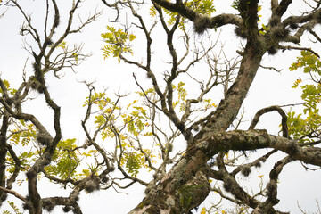 Árbol sin hojas en otoño