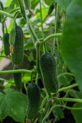 green thorny pimpled cucumbers grow on branches among the leaves in greenhouse, harvest
