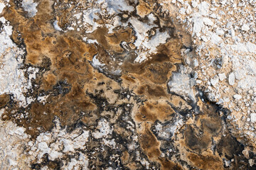 Thermophilic Bacterial mats at Yellowstone National Park