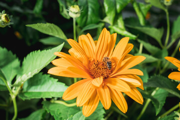 bee pollinates yellow flower among greens/yellow flower in the garden among the greenery with a bee