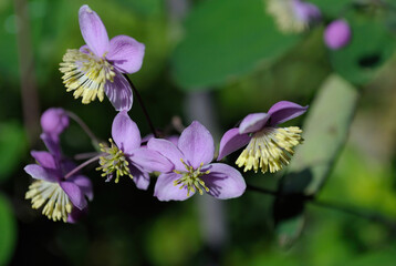 Family of purple little ones