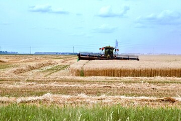 A swather is seen cutting wheat