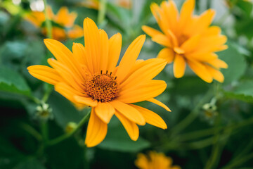 Obraz premium yellow Heliopsis flower/yellow Heliopsis flower in the garden among the greenery