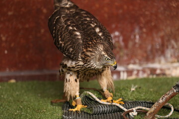 Close-up portrait of a beautiful and healthy falcon