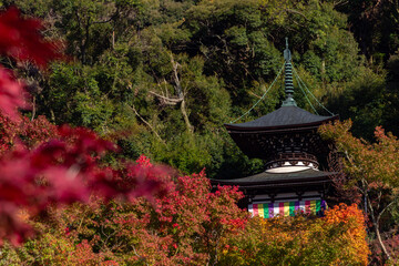 Beautiful multi colored garden in Kyoto (Japan)