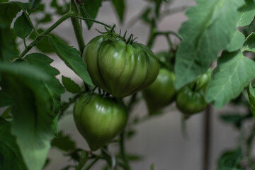 green unripe large tomatoes grow on branches among leaves in greenhouse, harvest