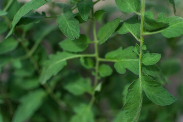 Fototapeta na wymiar green rough tomato leaves in a greenhouse