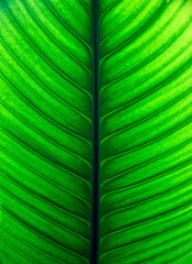 green leaf texture