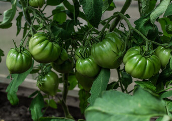 green unripe large shiny tomatoes grow on branches among the leaves in the greenhouse, harvest