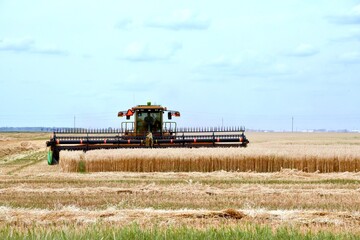 Fototapeta na wymiar close up of a swather cutting Manitoba wheat