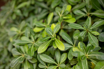 Planta verde