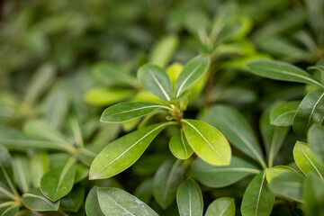 Detalle planta verde