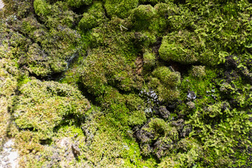 Musgo en &aacute;rbol viejo