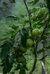 green unripe large shiny tomatoes grow on branches among leaves in the greenhouse, harvest