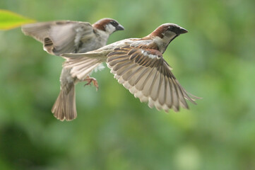 Song birds in flight