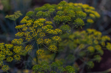 yellow dill umbrellas with seeds in a green vegetable garden in light of sun