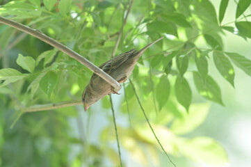 Bird on a branch