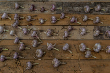 heads of garlic are dried on wooden boards in greenhouses, harvesting