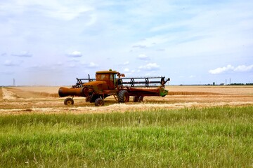 Fototapeta premium close up of a swather cutting Manitoba wheat