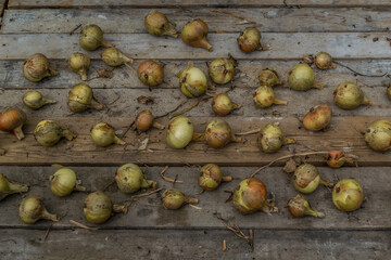 golden yellow onions dried on wooden boards, harvesting