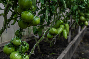 green unripe large shiny tomatoes grow on branches among the leaves in greenhouse, harvest