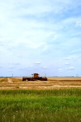 Fototapeta premium swather cutting Manitoba wheat