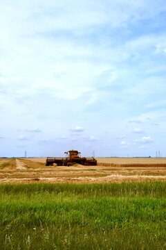 swather cutting Manitoba wheat