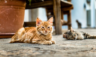 Cats relaxing in the shade during hot summer day in Greece. Red cat in focus.