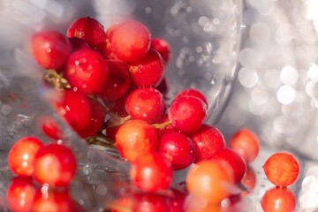 red berries of viburnum with bokeh