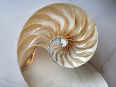 shell nautilus Fibonacci section spiral pearl symmetry half cross golden ratio structure growth close up back lit ( pompilius nautilus ) - stock photo photograph image, picture