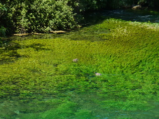 Magnificent landscape of Provence with two ducks which evolve in their natural environment of the pure and transparent Sorgue river at Fontaine de Vaucluse