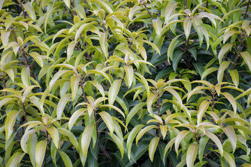 Hojas de árbol de mango